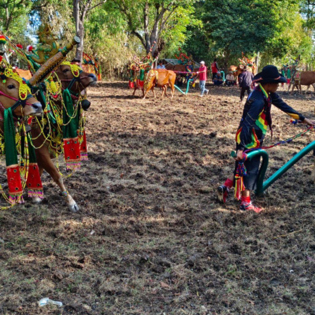 Kerapan Sapi Betina di Pulau Gili Raje, Butuh Perhatian Pemkab Sumenep