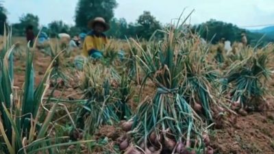 DKPP Sumenep Sukses Ekspore Perdana Bawang Merah Ke Belanda