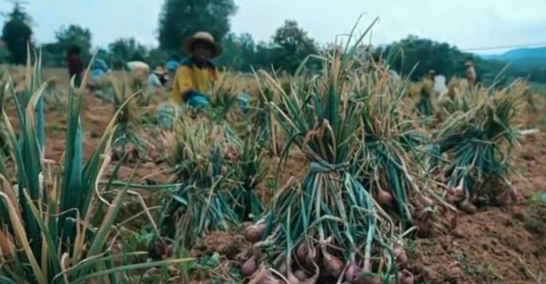 DKPP Sumenep Sukses Ekspore Perdana Bawang Merah Ke Belanda