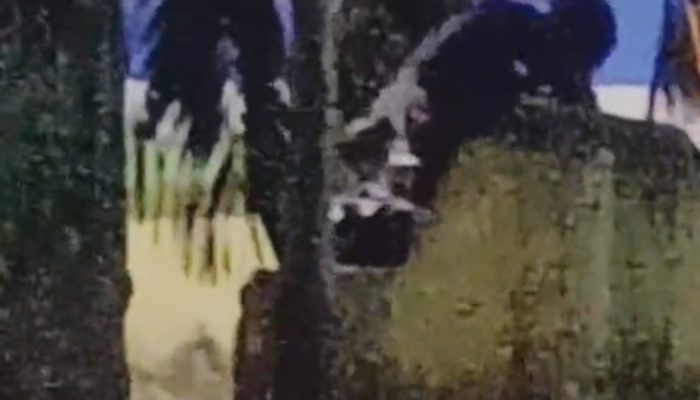 Video Remaja Berkerudung Asyik Berciuman, di Taman Kota Sumenep Viral