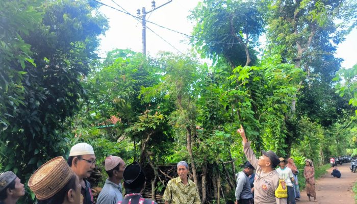 Warga Sumenep Tersengat listrik, Saat Mencari Pakan Ternak