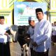 TNI Serahkan Dua Ekor Sapi Kurban di Hari Raya Iduladha di Masjid Jamik  Sumenep