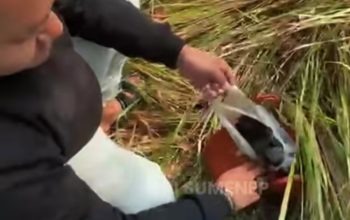 Pencurian di Perum Graha Sinar Mentari Sumenep, Dompet Berisi Rp6 Juta dan Dokumen Penting Raib