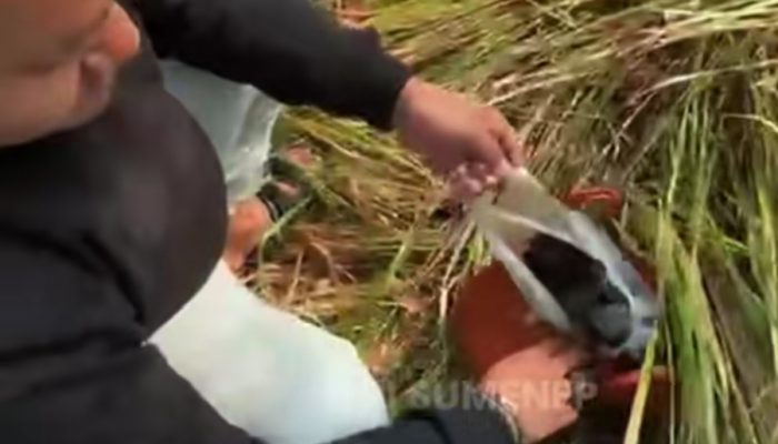 Pencurian di Perum Graha Sinar Mentari Sumenep, Dompet Berisi Rp6 Juta dan Dokumen Penting Raib
